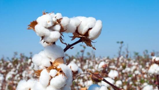 cotton